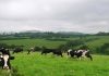 POSEI e PRORURAL+ Agricultores açorianos receberam cerca de 22 milhões de euros em 2018 DR
