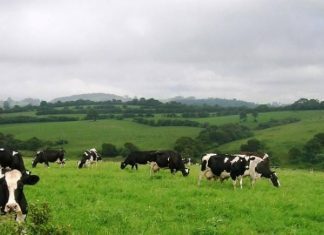 POSEI e PRORURAL+ Agricultores açorianos receberam cerca de 22 milhões de euros em 2018 DR