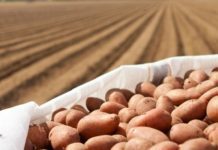 Linha de crédito para produtores de batata estende-se aos Açores DR