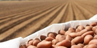 Linha de crédito para produtores de batata estende-se aos Açores DR