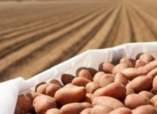 Linha de crédito para produtores de batata estende-se aos Açores DR