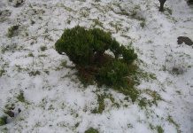 Baixas temperaturas geram queda de neve nos Açores