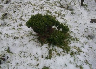 Baixas temperaturas geram queda de neve nos Açores