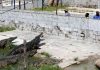 Os 40 magníficos que guardaram 26 mil crocodilos