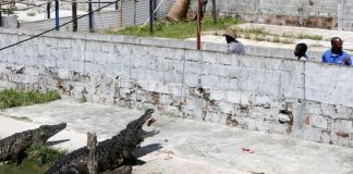 Os 40 magníficos que guardaram 26 mil crocodilos