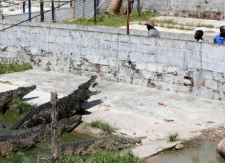Os 40 magníficos que guardaram 26 mil crocodilos