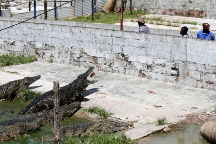 Crocodilos
