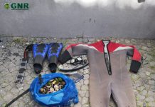 GNR Açores | Pico e Faial – Apreensão de 33 quilos de lapas