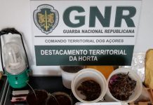 Ilha do Faial – Detidos por tráfico de droga