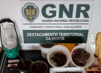 Ilha do Faial – Detidos por tráfico de droga