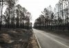 Incêndios: GNR multou ICNF por falta de limpeza da Mata Nacional de Leiria