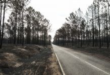 Incêndios: GNR multou ICNF por falta de limpeza da Mata Nacional de Leiria