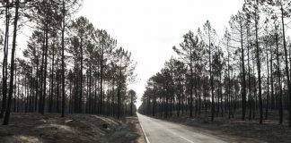 Incêndios: GNR multou ICNF por falta de limpeza da Mata Nacional de Leiria