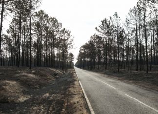 Incêndios: GNR multou ICNF por falta de limpeza da Mata Nacional de Leiria