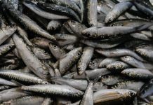 Profissionais do cerco defendem levantamento de restrições à pesca da sardinha