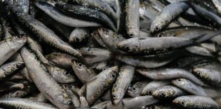 Profissionais do cerco defendem levantamento de restrições à pesca da sardinha