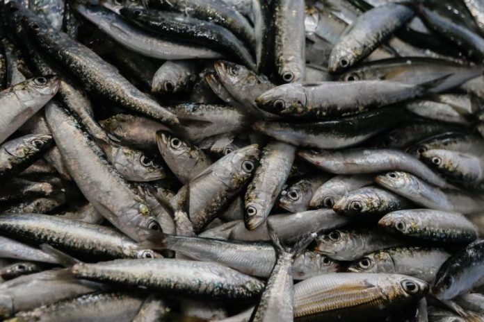 Sardinha