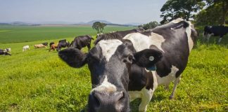 Governo dos Açores trabalha de forma proativa para o desenvolvimento do setor leiteiro na Terceira