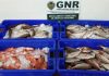 GNR apreende de 44 quilos de peixe na Terceira