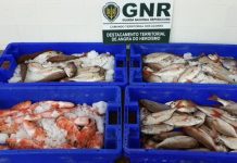 GNR apreende de 44 quilos de peixe na Terceira