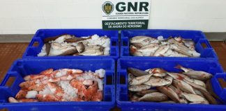 GNR apreende de 44 quilos de peixe na Terceira