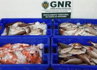 GNR apreende de 44 quilos de peixe na Terceira