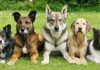 Governo dos Açores alarga apoio financeiro às associações de proteção de animais