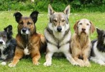 Governo dos Açores alarga apoio financeiro às associações de proteção de animais