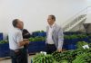 Seguro de colheitas nos Açores desperta interesse nos produtores de banana, afirma João Ponte