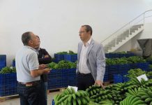 Seguro de colheitas nos Açores desperta interesse nos produtores de banana, afirma João Ponte