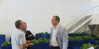 Seguro de colheitas nos Açores desperta interesse nos produtores de banana, afirma João Ponte