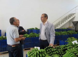 Seguro de colheitas nos Açores desperta interesse nos produtores de banana, afirma João Ponte