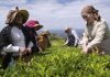 Ananás e chá dos Açores dão origem a novas cervejas artesanais
