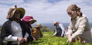 Ananás e chá dos Açores dão origem a novas cervejas artesanais