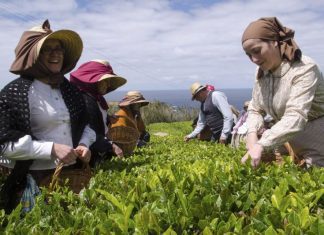 Ananás e chá dos Açores dão origem a novas cervejas artesanais