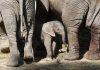 Venda de elefantes à China e Dubai rende 2,4 milhões de euros ao Zimbabué