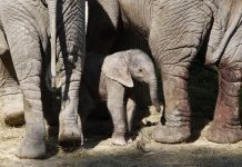 Venda de elefantes à China e Dubai rende 2,4 milhões de euros ao Zimbabué