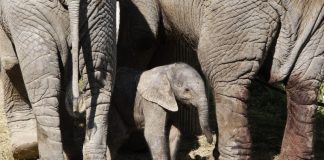 Venda de elefantes à China e Dubai rende 2,4 milhões de euros ao Zimbabué
