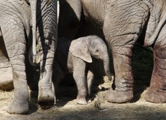 Venda de elefantes à China e Dubai rende 2,4 milhões de euros ao Zimbabué