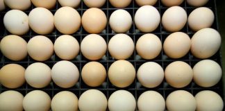 ASAE apreende mais de 400 mil ovos