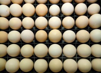 ASAE apreende mais de 400 mil ovos