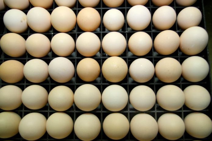 Ovos
