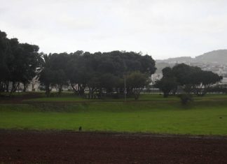 Arborização Urbana – Hugo Rombeiro defende uma melhor gestão do Município