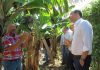 Produtores de banana terão acréscimo de 30% no valor da ajuda no POSEI