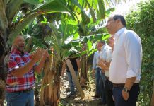 Produtores de banana terão acréscimo de 30% no valor da ajuda no POSEI