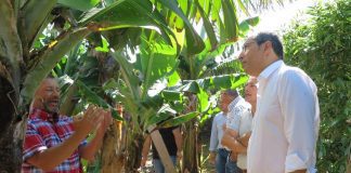 Produtores de banana terão acréscimo de 30% no valor da ajuda no POSEI