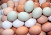 IRAE fiscaliza cumprimento legal na comercialização dos ovos nos Açores