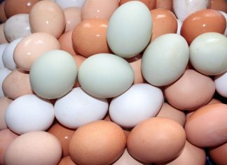 IRAE fiscaliza cumprimento legal na comercialização dos ovos nos Açores
