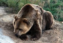 Há um urso pardo em Portugal. Por cá, não se via um desde 1843