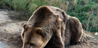 Há um urso pardo em Portugal. Por cá, não se via um desde 1843